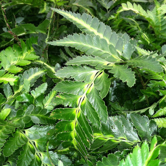Fern, Arachniodes Simplicior Variegata - View 11 from www redcrocus com