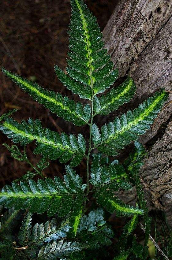 Fern, Arachniodes Simplicior Variegata - View 12 from www redcrocus com
