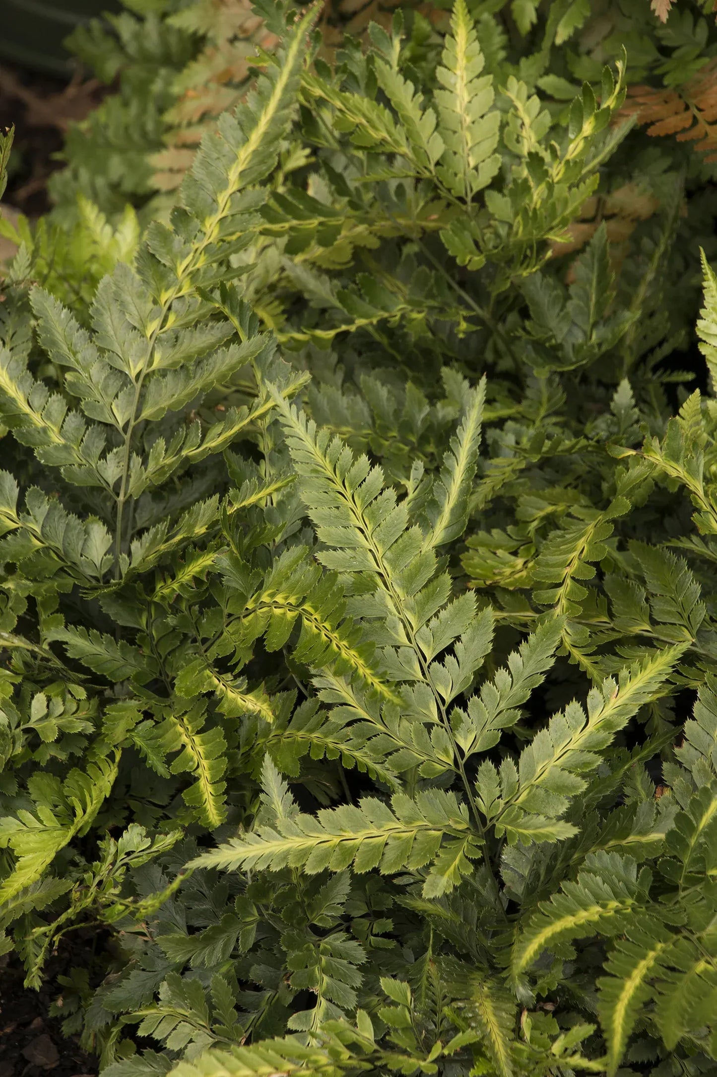 Fern, Arachniodes Simplicior Variegata - View 13 from www redcrocus com