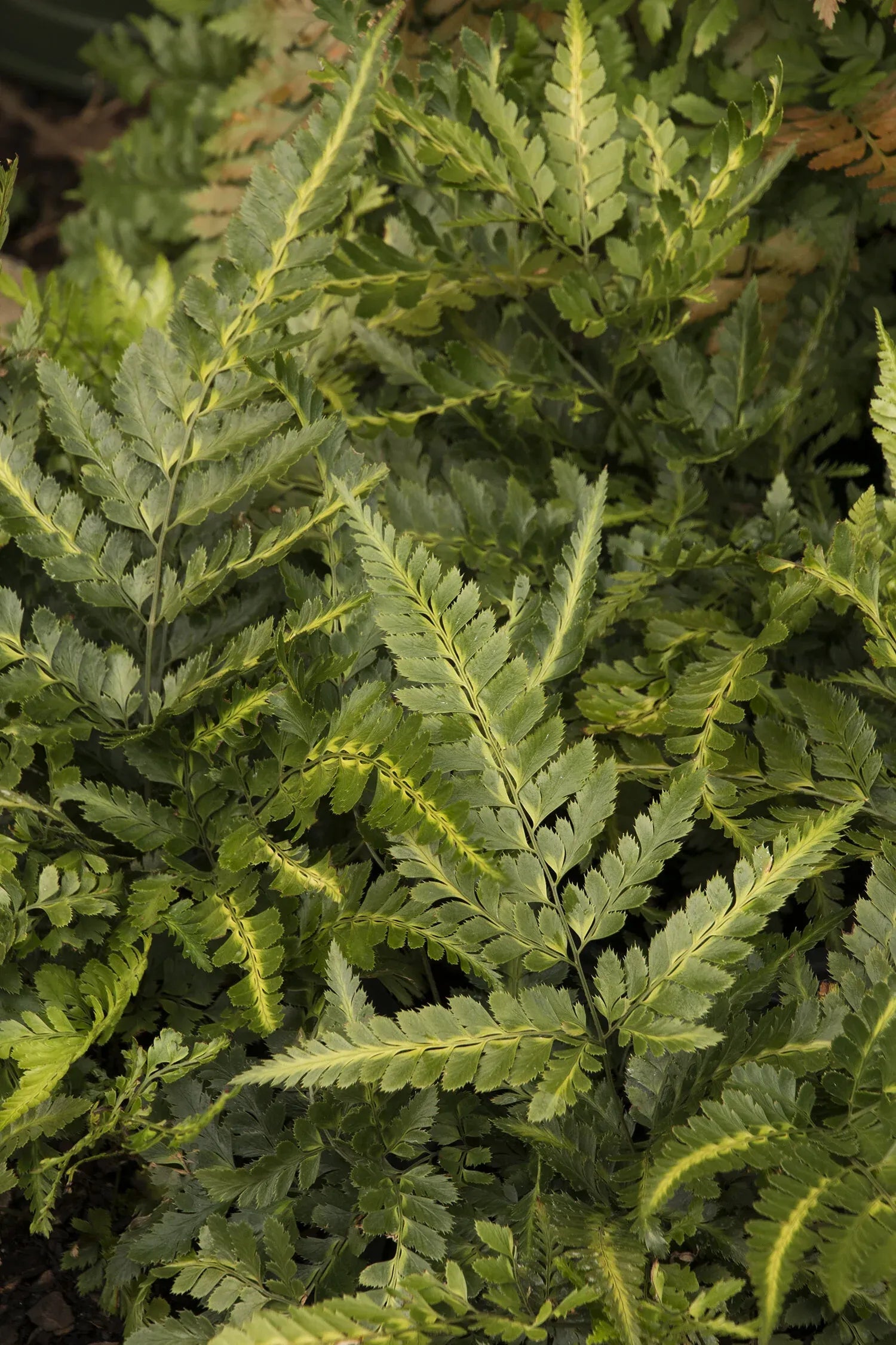 Fern, Arachniodes Simplicior Variegata - View 13 from www redcrocus com