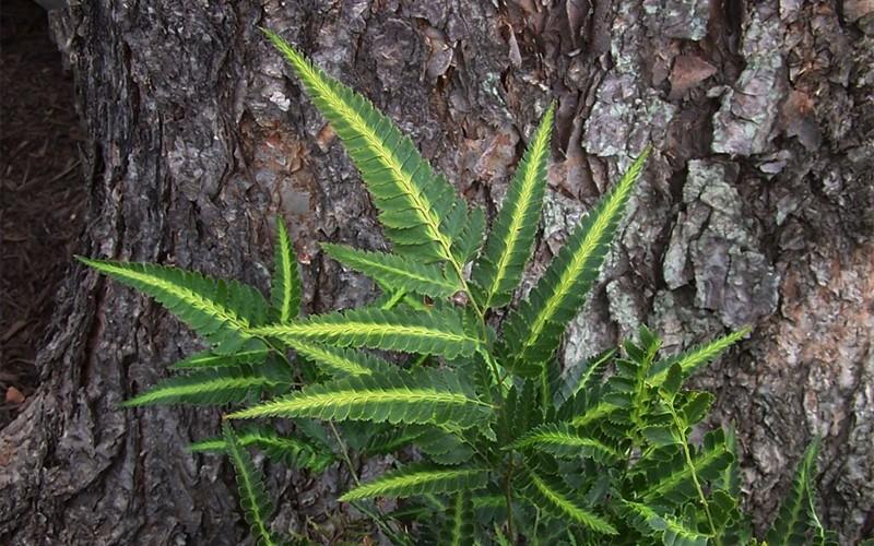 Fern, Arachniodes Simplicior Variegata - View 14 from www redcrocus com