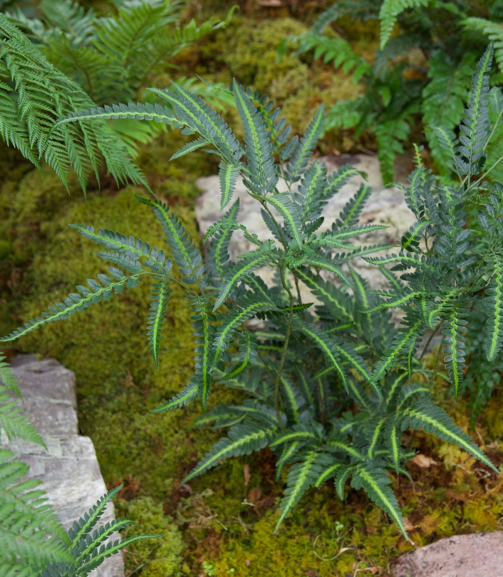 Fern, Arachniodes Simplicior Variegata - View 19 from www redcrocus com