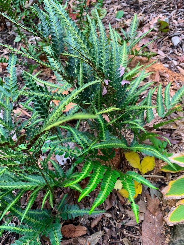 Fern, Arachniodes Simplicior Variegata - View 1 from www redcrocus com