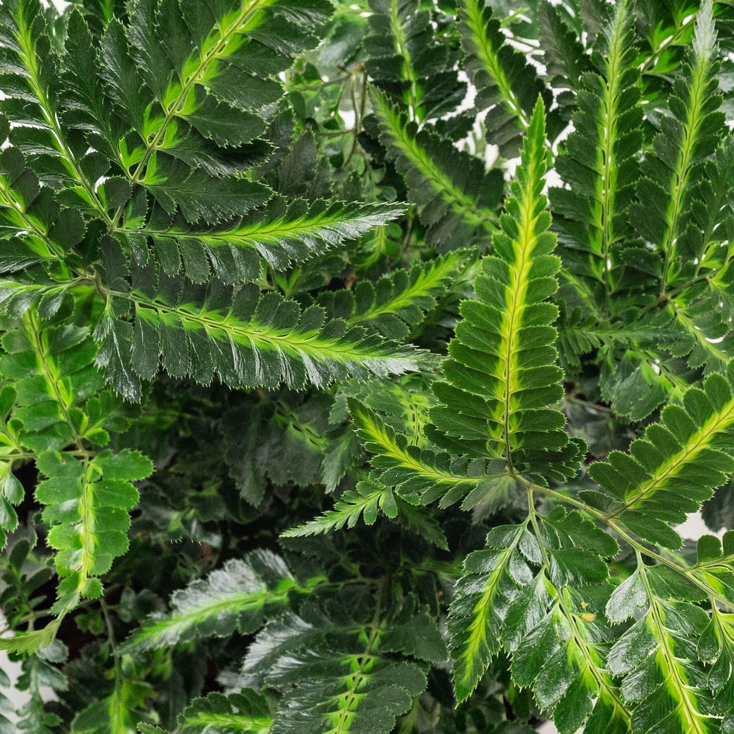 Fern, Arachniodes Simplicior Variegata - View 20 from www redcrocus com