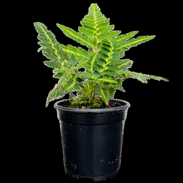 Fern, Arachniodes Simplicior Variegata - View 21 from www redcrocus com