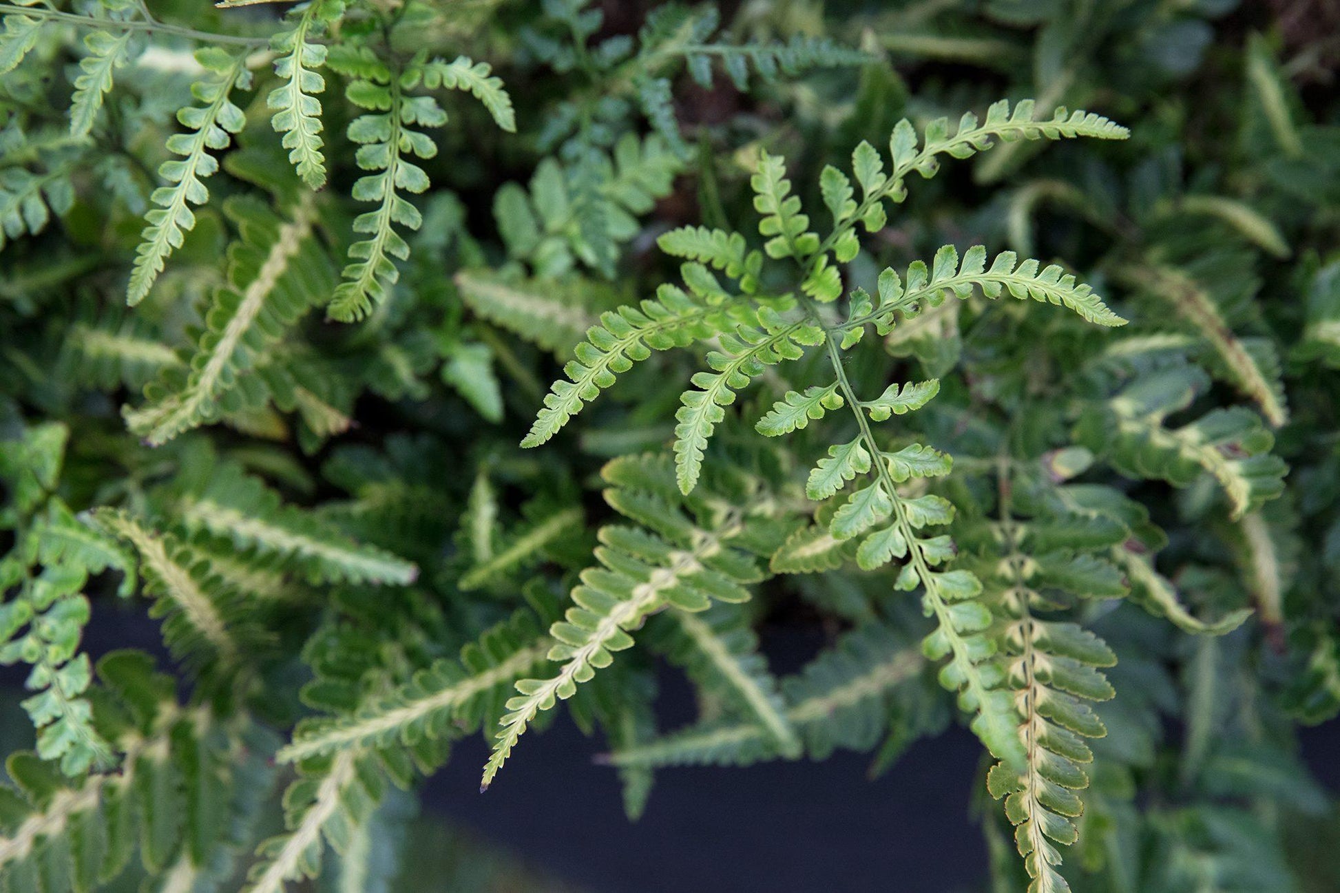 Fern, Arachniodes Simplicior Variegata - View 22 from www redcrocus com