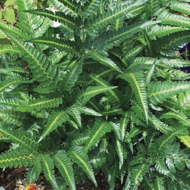 Fern, Arachniodes Simplicior Variegata - View 23 from www redcrocus com