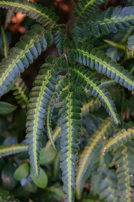 Fern, Arachniodes Simplicior Variegata - View 24 from www redcrocus com