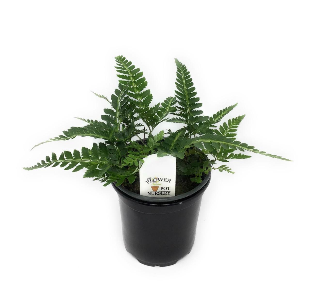 Fern, Arachniodes Simplicior Variegata - View 25 from www redcrocus com