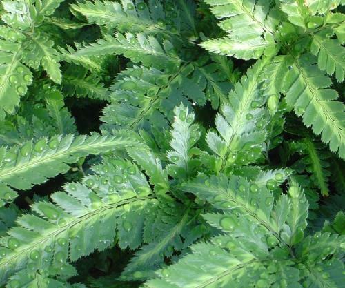Fern, Arachniodes Simplicior Variegata - View 27 from www redcrocus com