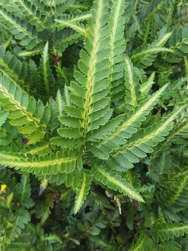 Fern, Arachniodes Simplicior Variegata - View 30 from www redcrocus com