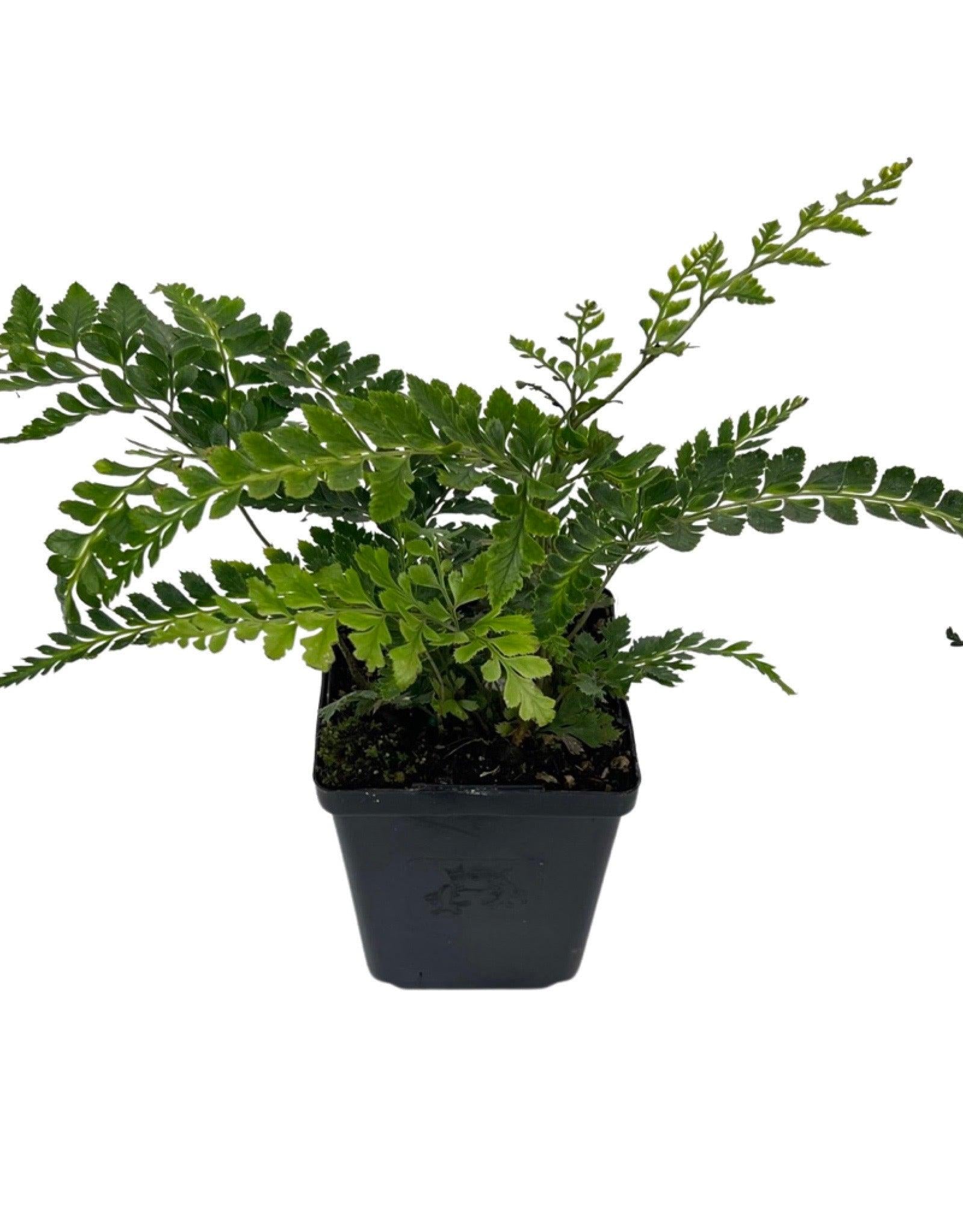 Fern, Arachniodes Simplicior Variegata - View 32 from www redcrocus com