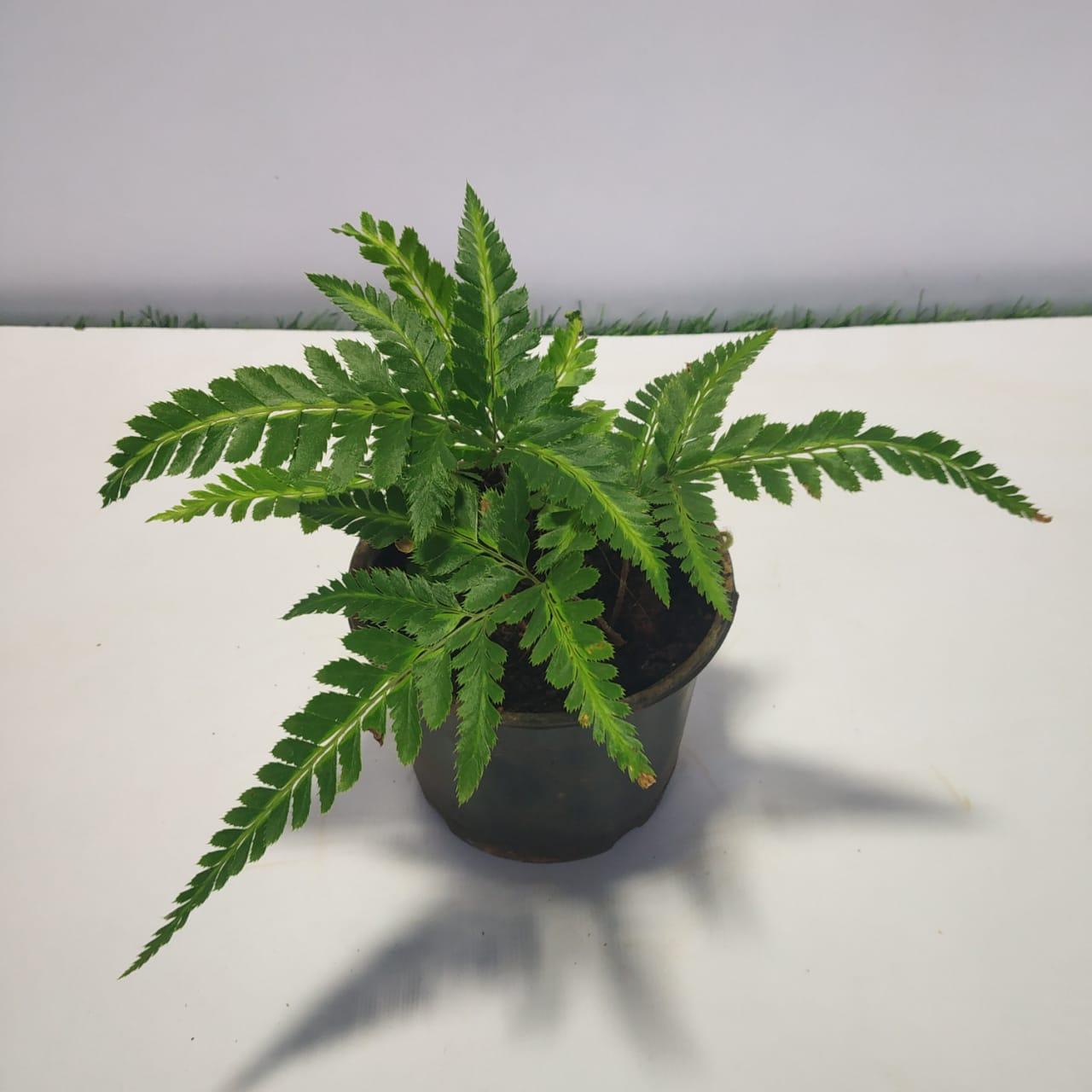 Fern, Arachniodes Simplicior Variegata - View 33 from www redcrocus com