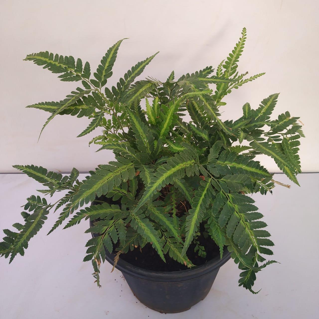 Fern, Arachniodes Simplicior Variegata - View 35 from www redcrocus com