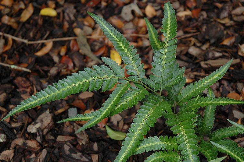 Fern, Arachniodes Simplicior Variegata - View 5 from www redcrocus com