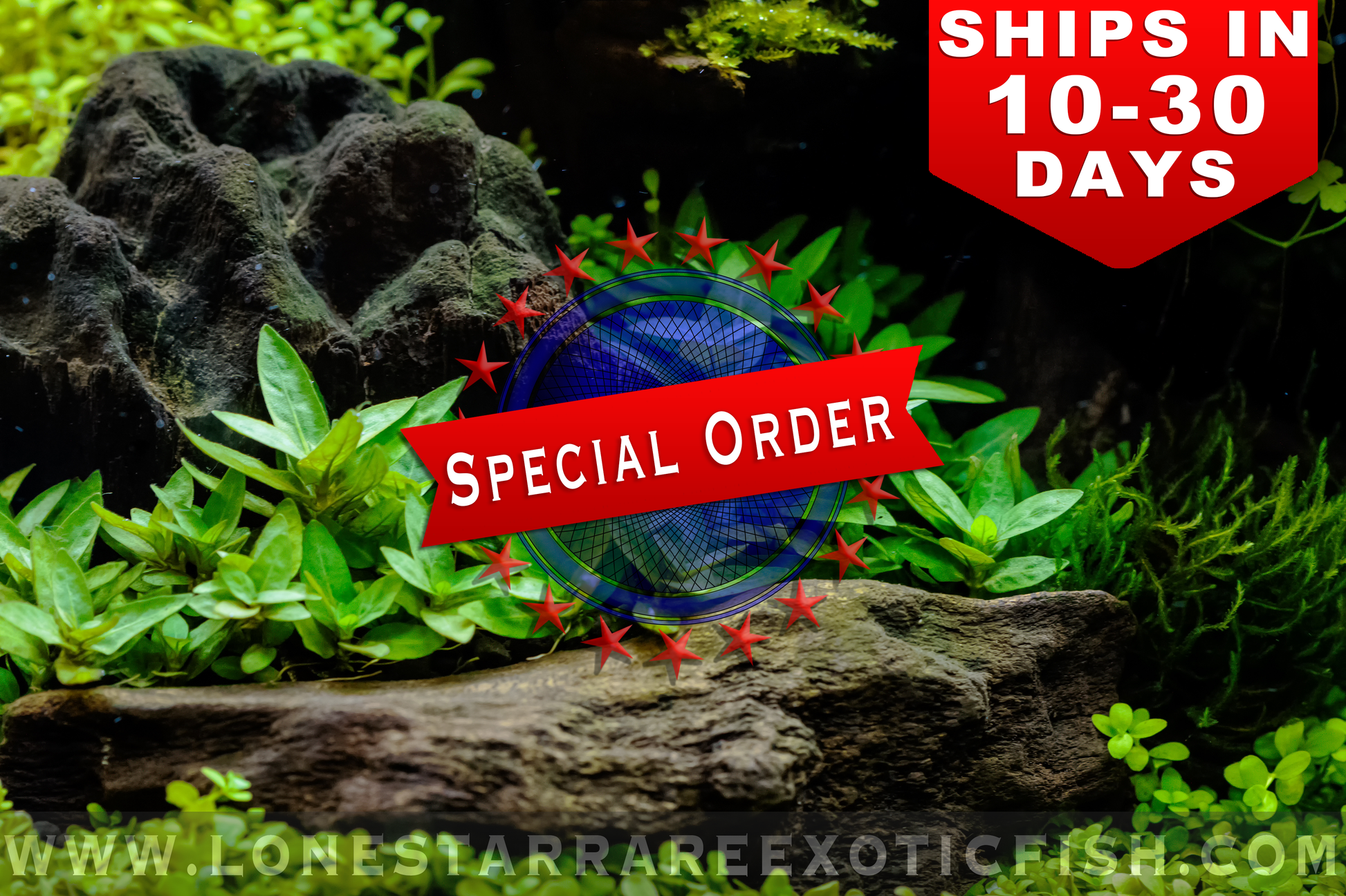 Special Order Tropical - View 30 from www redcrocus com