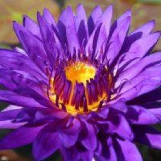 Special Order Tropical - View 4 from www redcrocus com