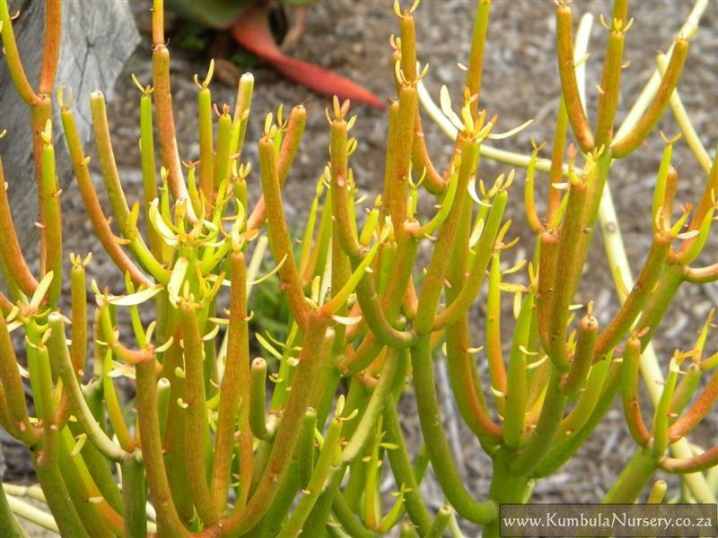 Euphorbia Tirucalli - View 15 from www redcrocus com