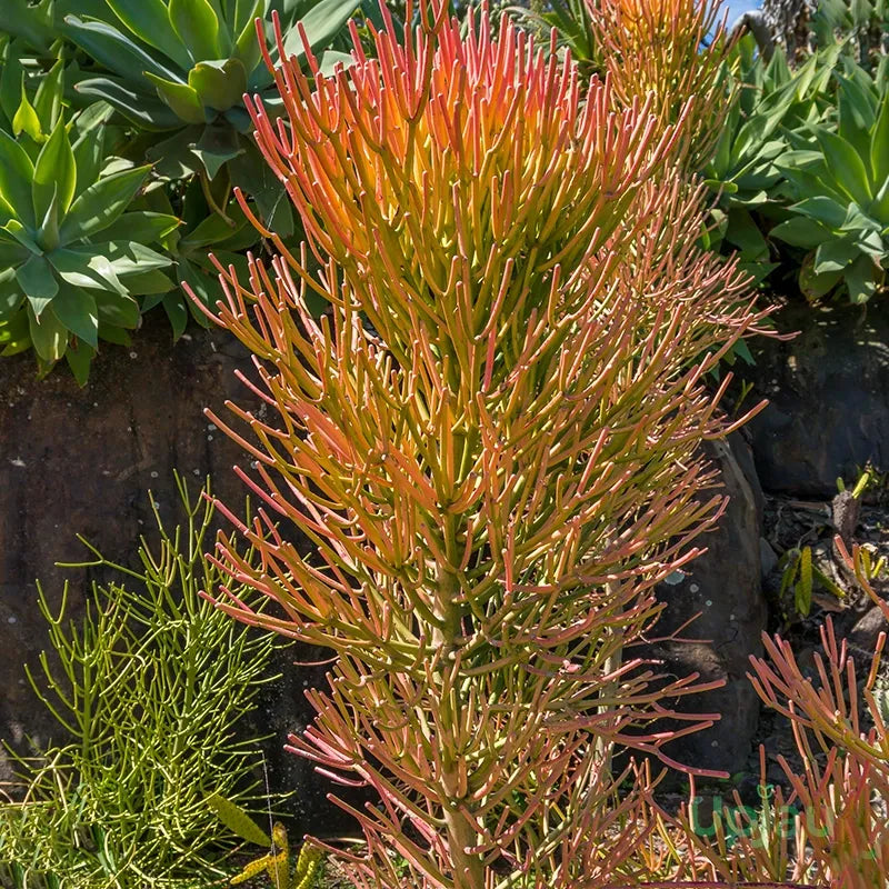 Euphorbia Tirucalli - View 15 from www redcrocus com