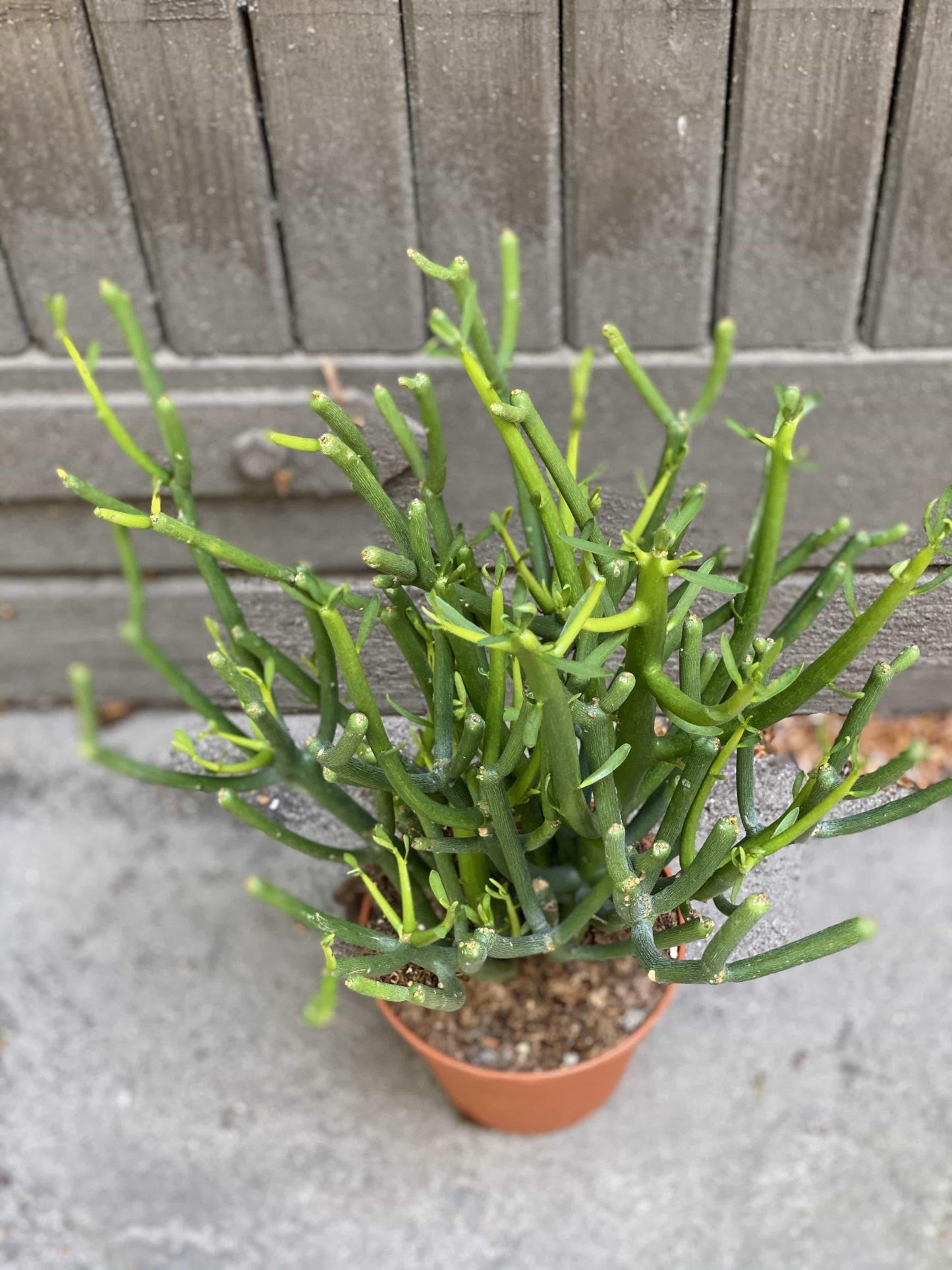 Euphorbia Tirucalli - View 18 from www redcrocus com