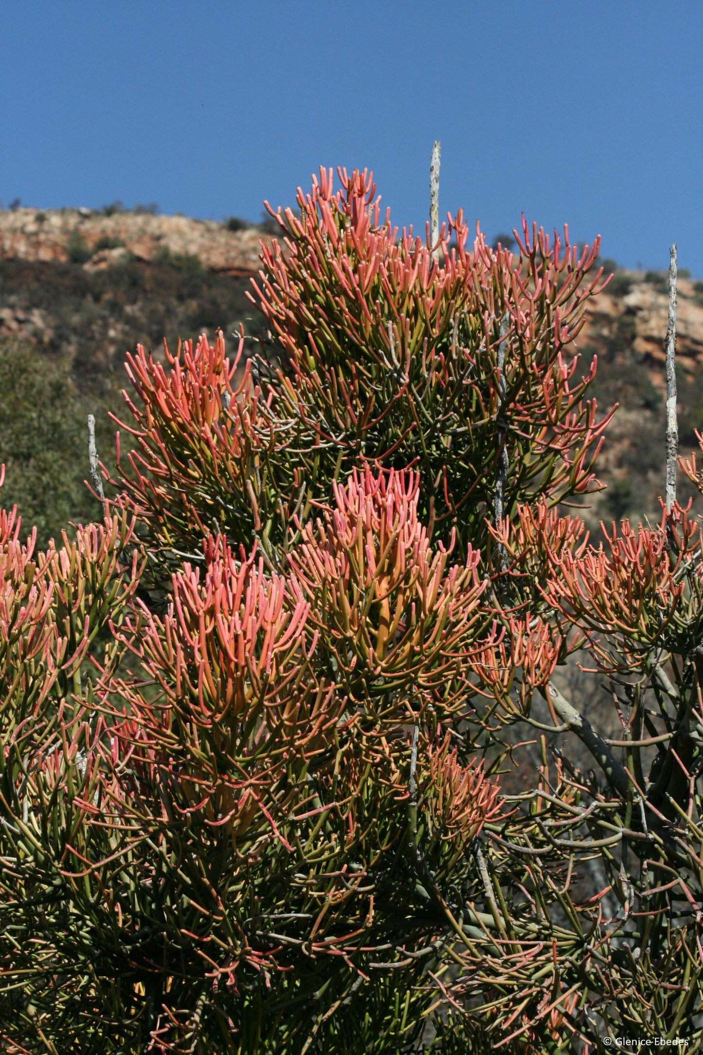 Euphorbia Tirucalli - View 2 from www redcrocus com