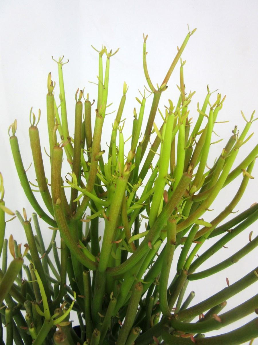 Euphorbia Tirucalli - View 7 from www redcrocus com