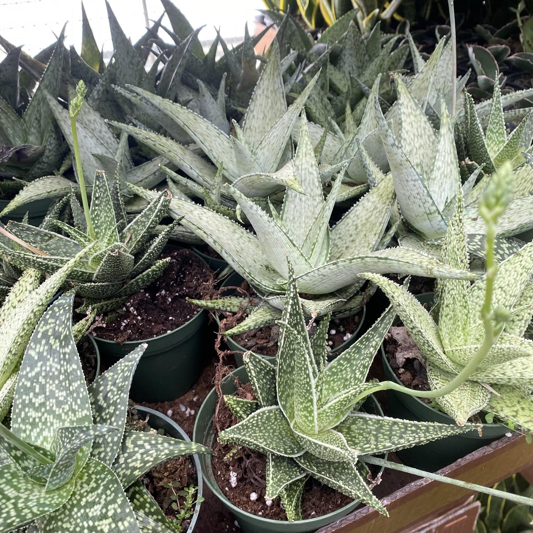 Aloe Vera Assorted - View 10 from www redcrocus com