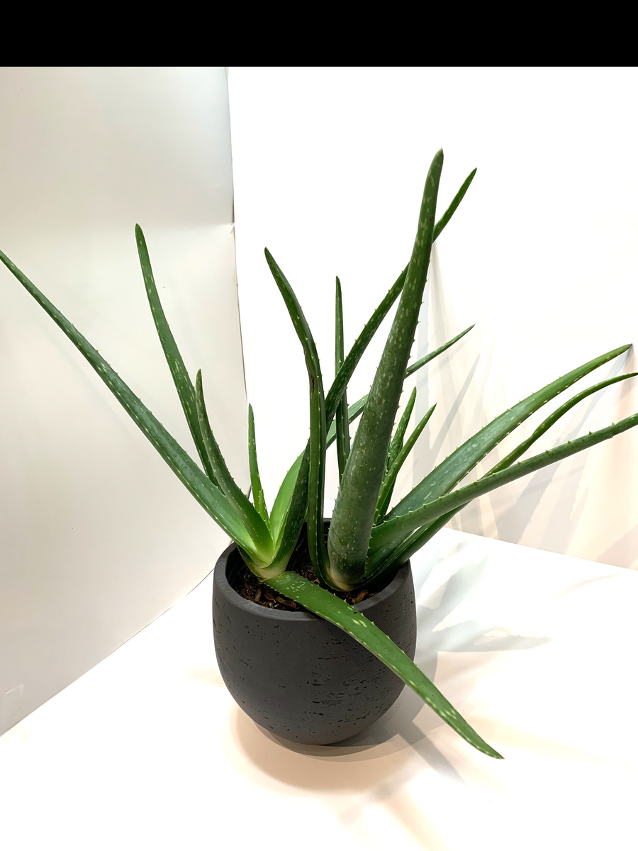 Aloe Vera Assorted - View 10 from www redcrocus com