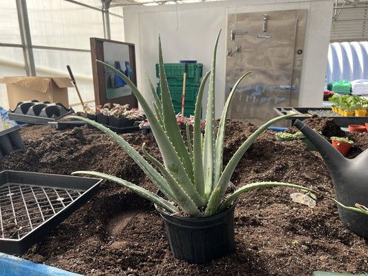 Aloe Vera Assorted - View 11 from www redcrocus com