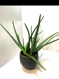 Aloe Vera Assorted - View 12 from www redcrocus com