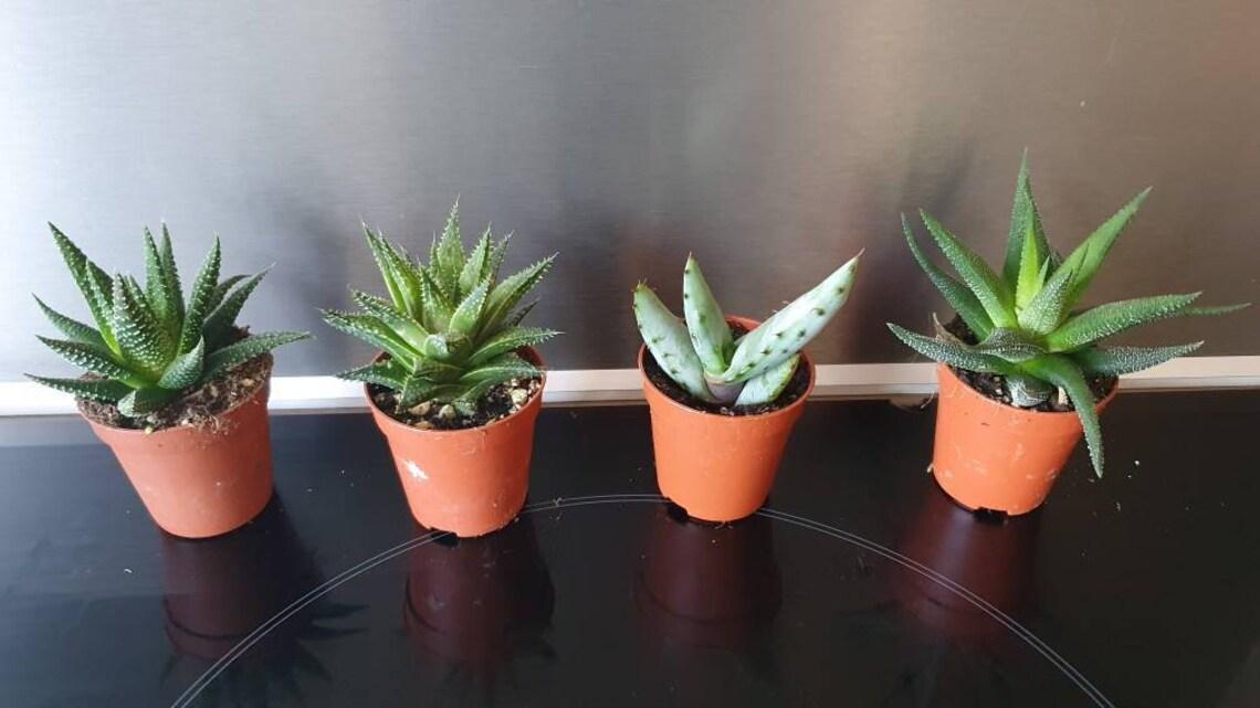 Aloe Vera Assorted - View 13 from www redcrocus com