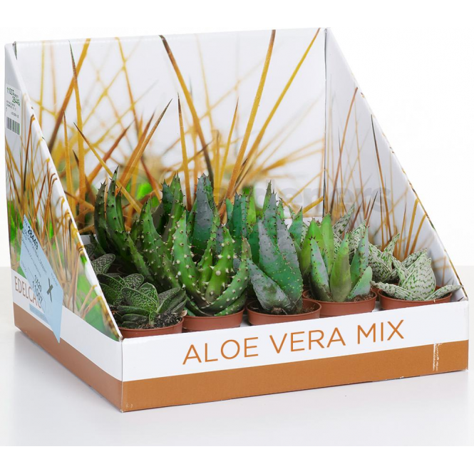 Aloe Vera Assorted - View 16 from www redcrocus com