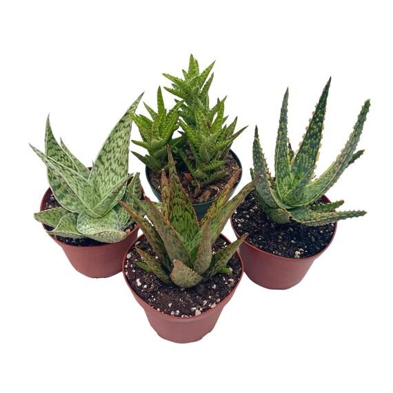Aloe Vera Assorted - View 18 from www redcrocus com
