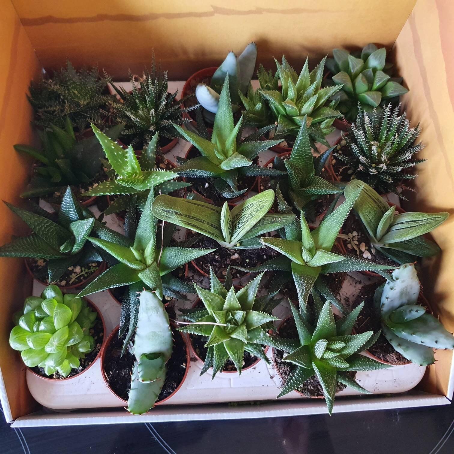 Aloe Vera Assorted - View 1 from www redcrocus com