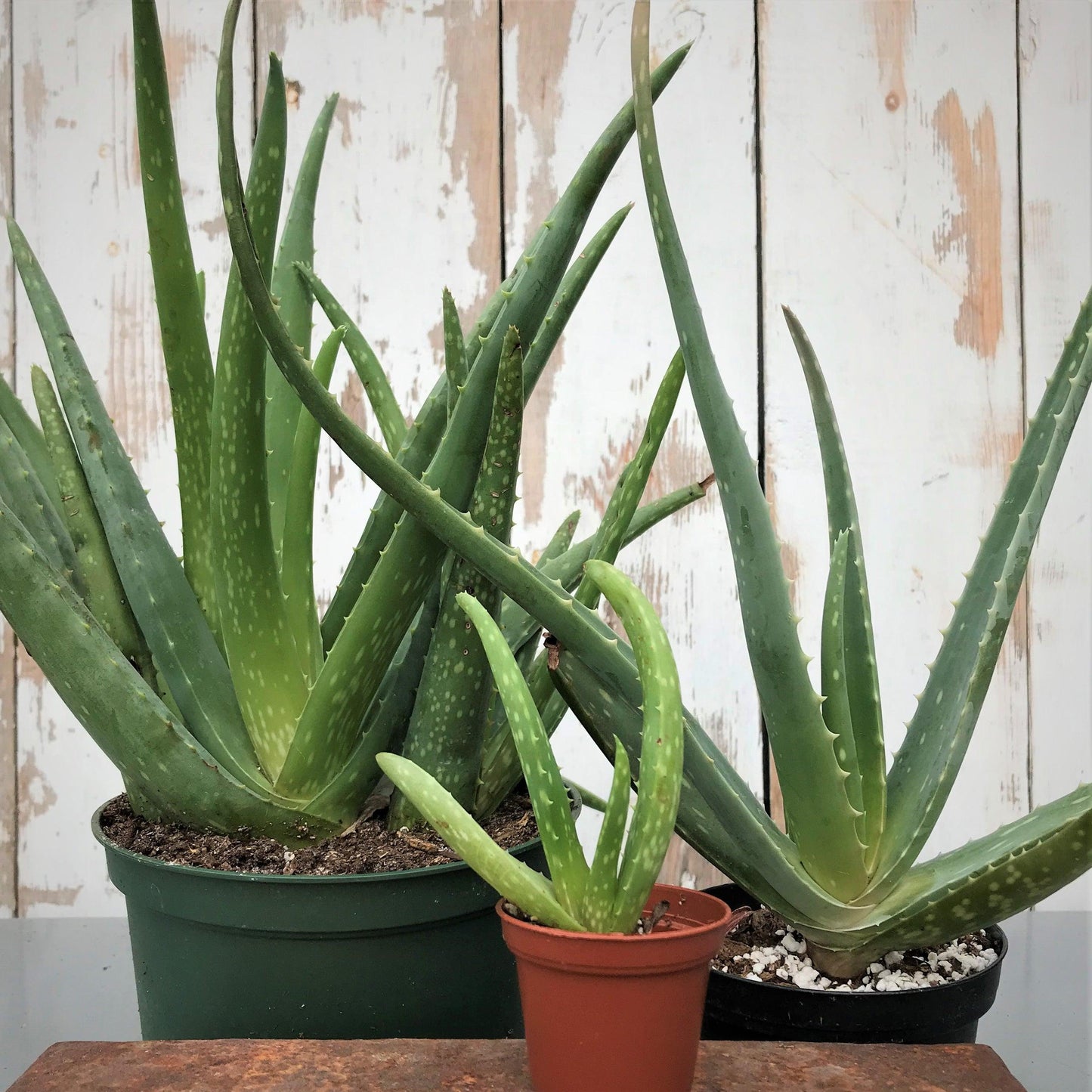 Aloe Vera Assorted - View 4 from www redcrocus com