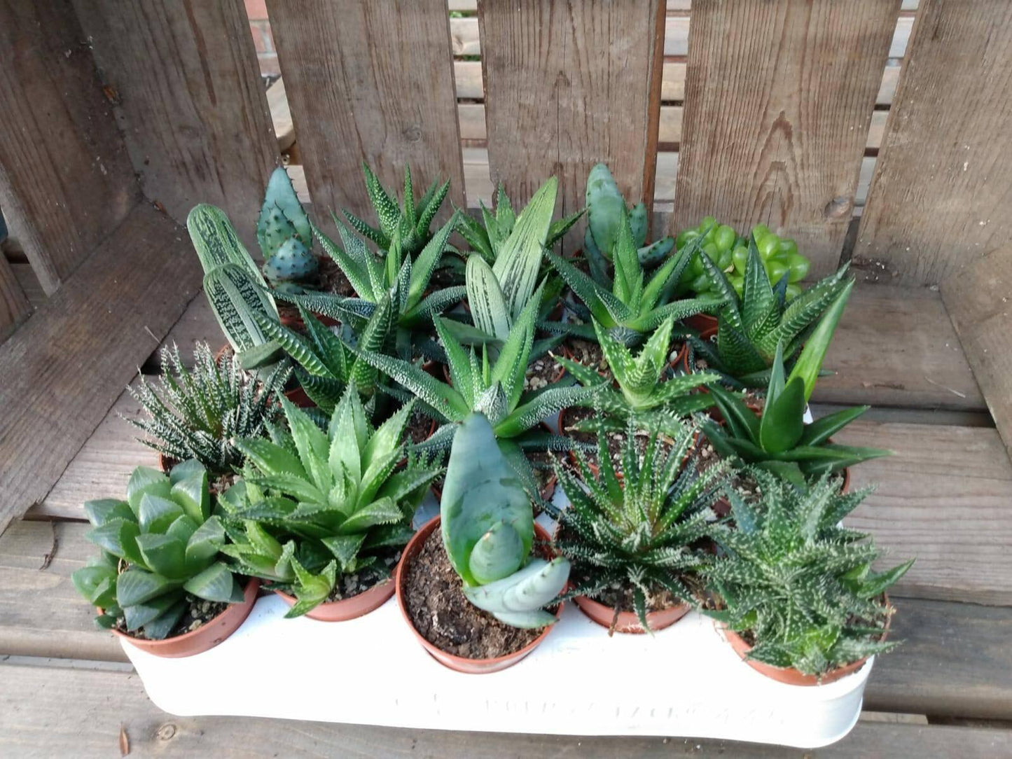 Aloe Vera Assorted - View 9 from www redcrocus com