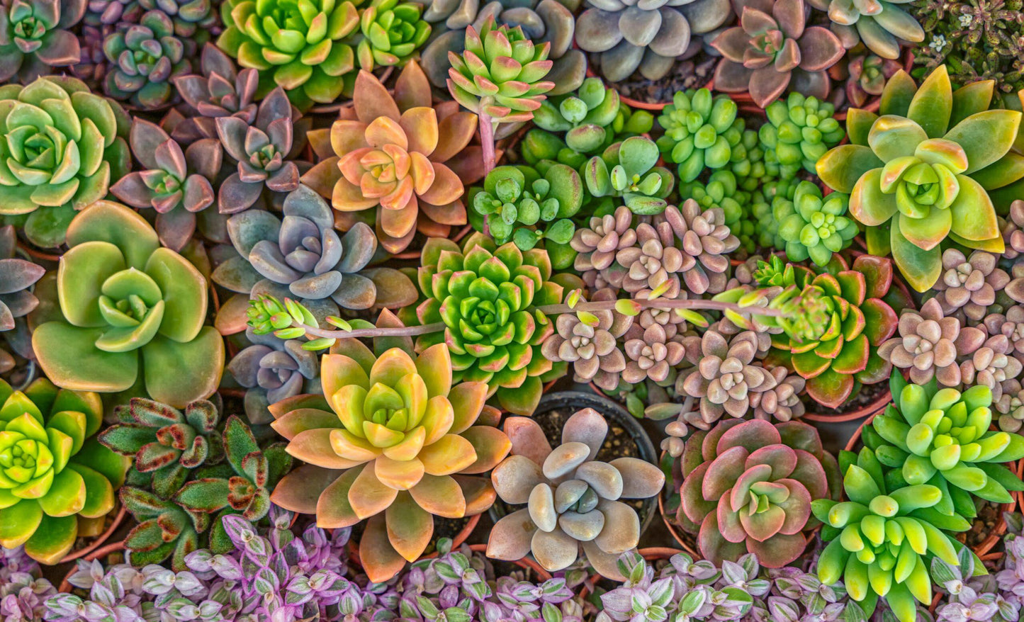 Succulent Assorted - View 17 from www redcrocus com