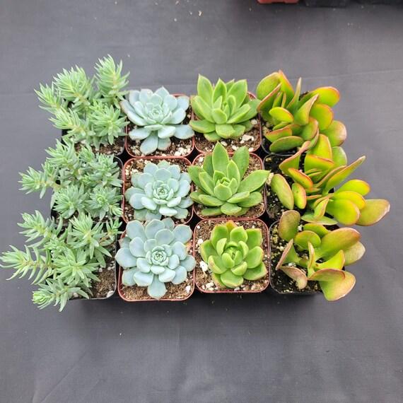 Succulent Assorted - View 20 from www redcrocus com