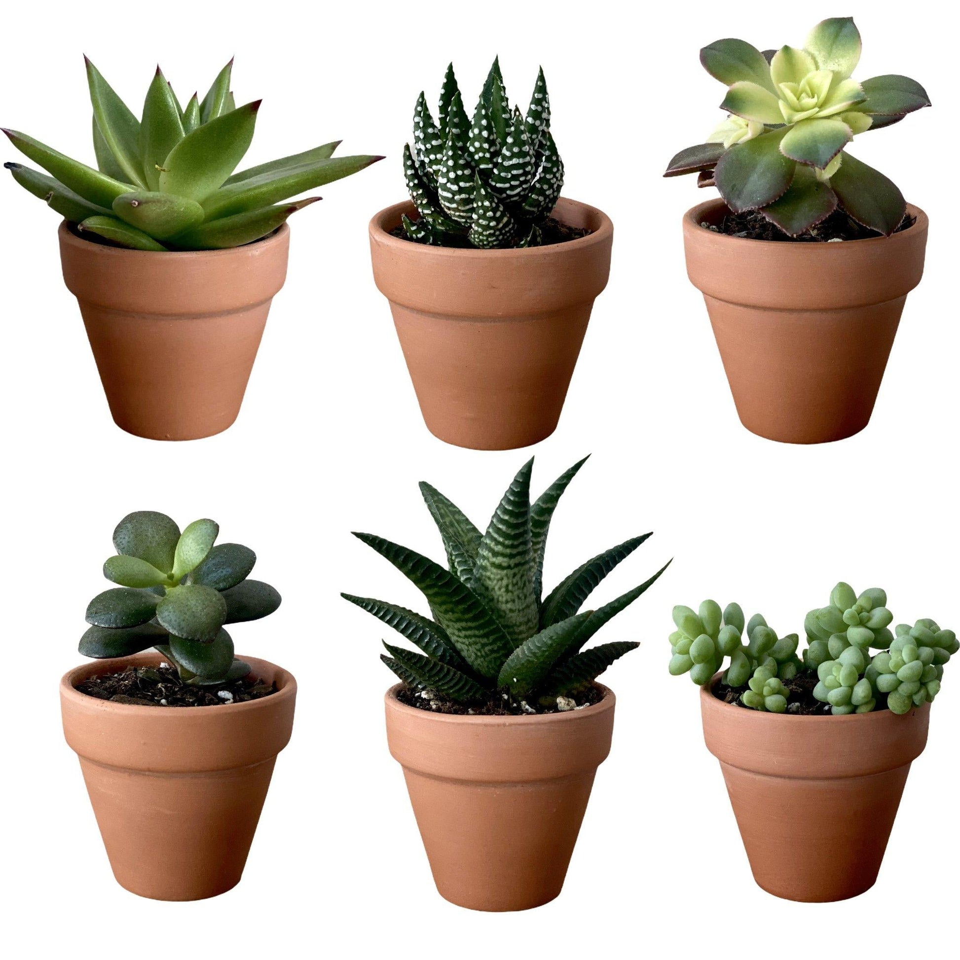 Succulent Assorted - View 3 from www redcrocus com