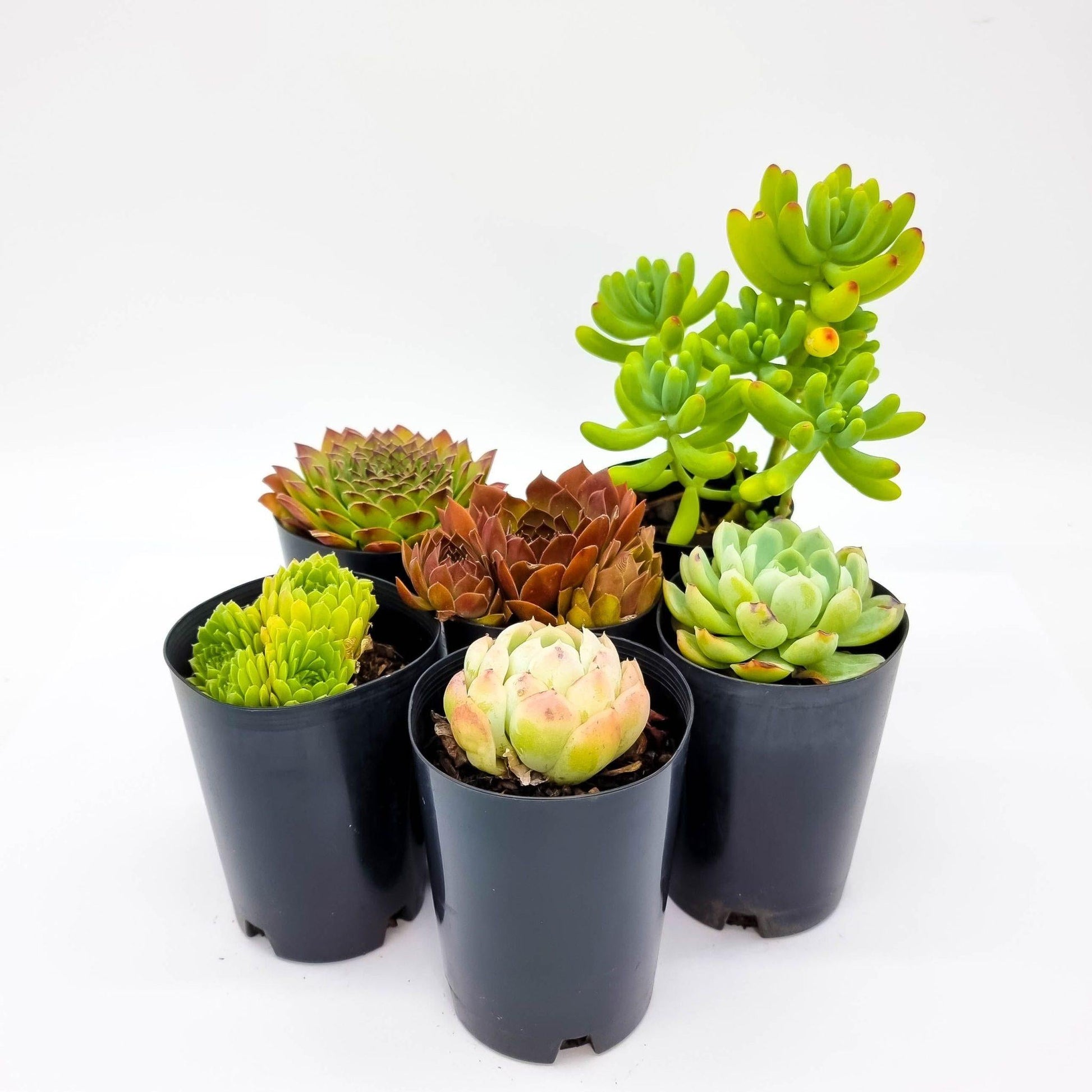 Succulent Assorted - View 7 from www redcrocus com