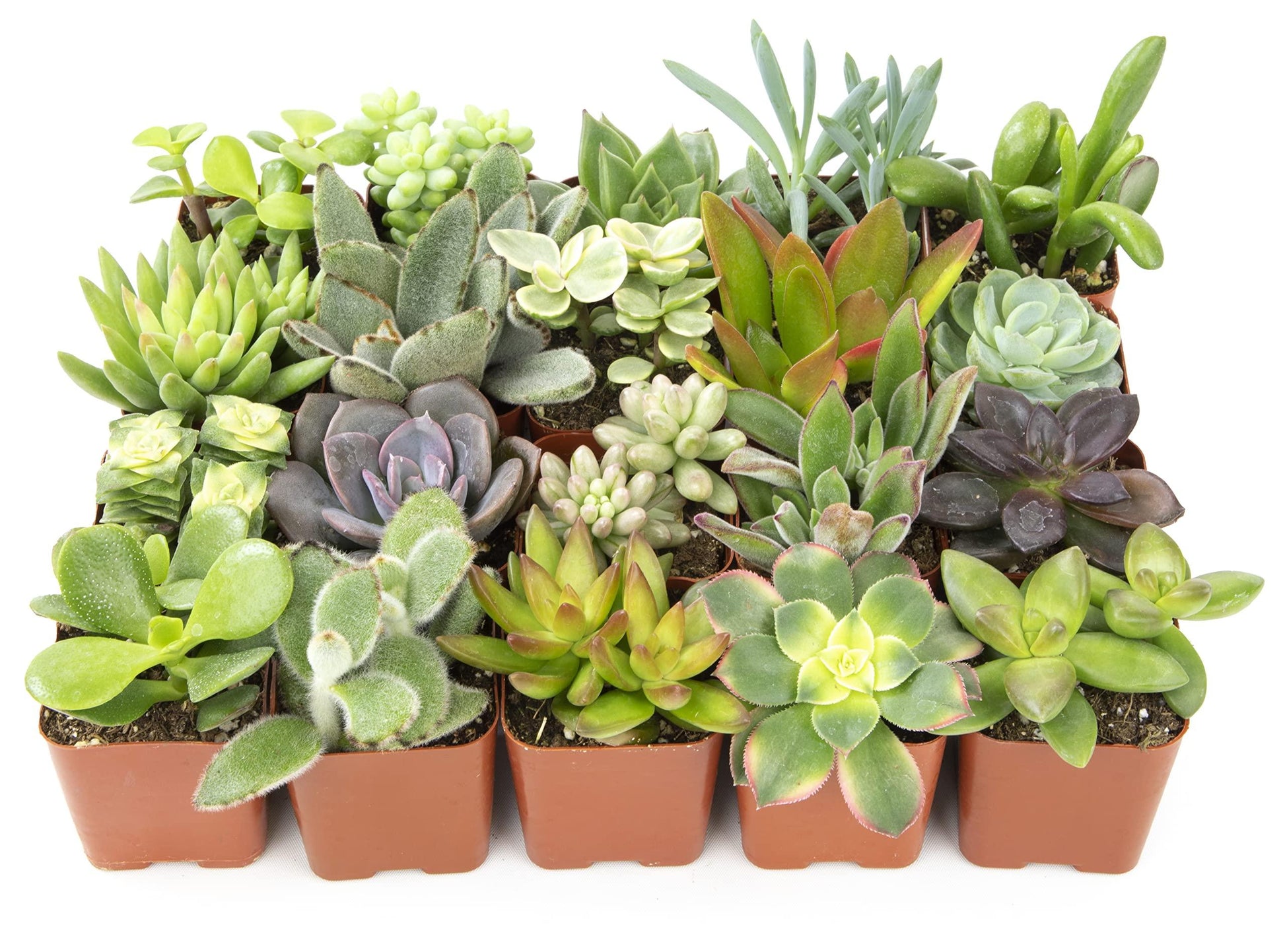 Succulent Assorted - View 9 from www redcrocus com
