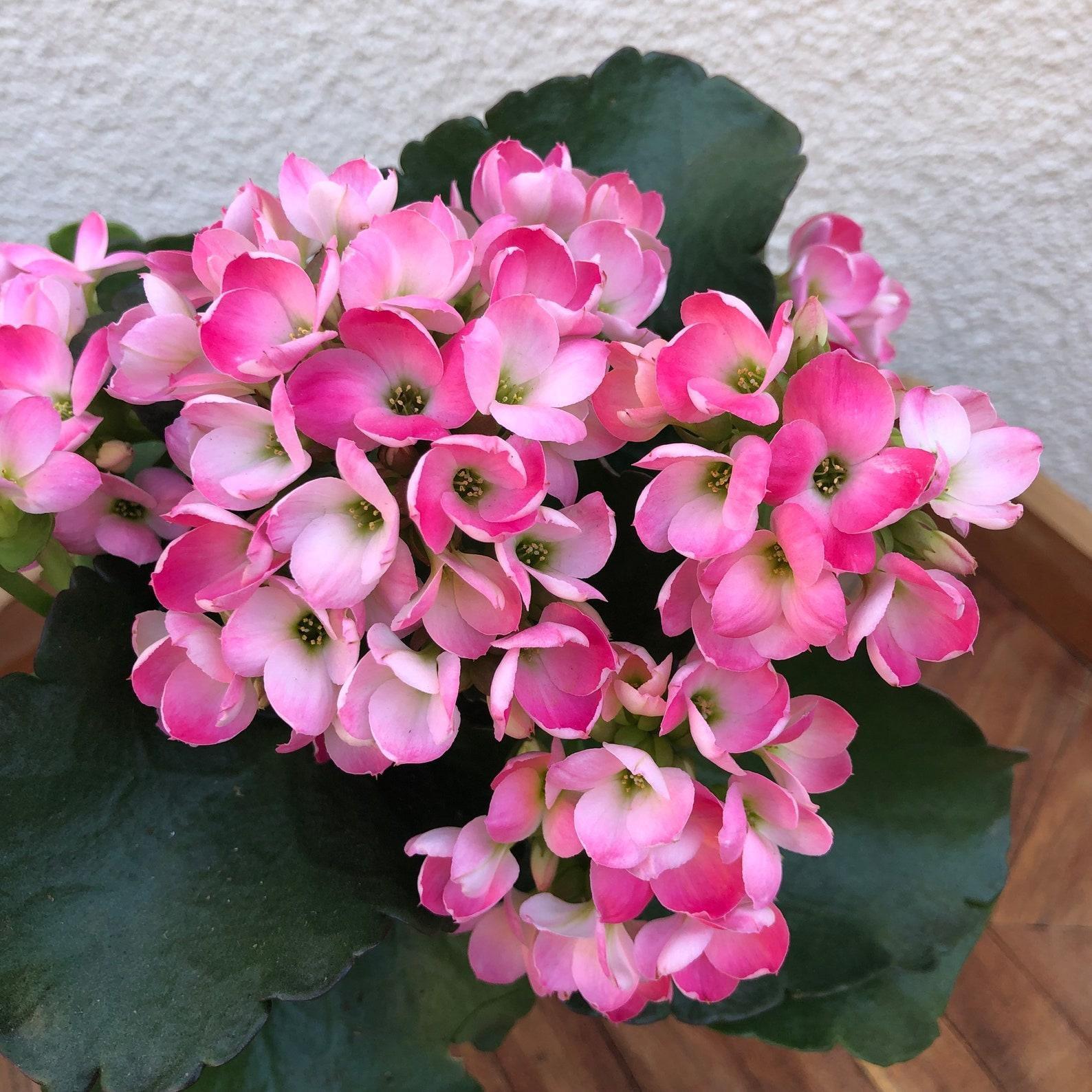 Kalanchoe, Blooming, Assorted - View 10 from www redcrocus com