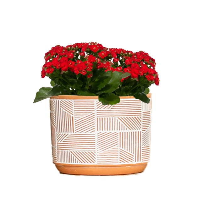Kalanchoe, Blooming, Assorted - View 17 from www redcrocus com