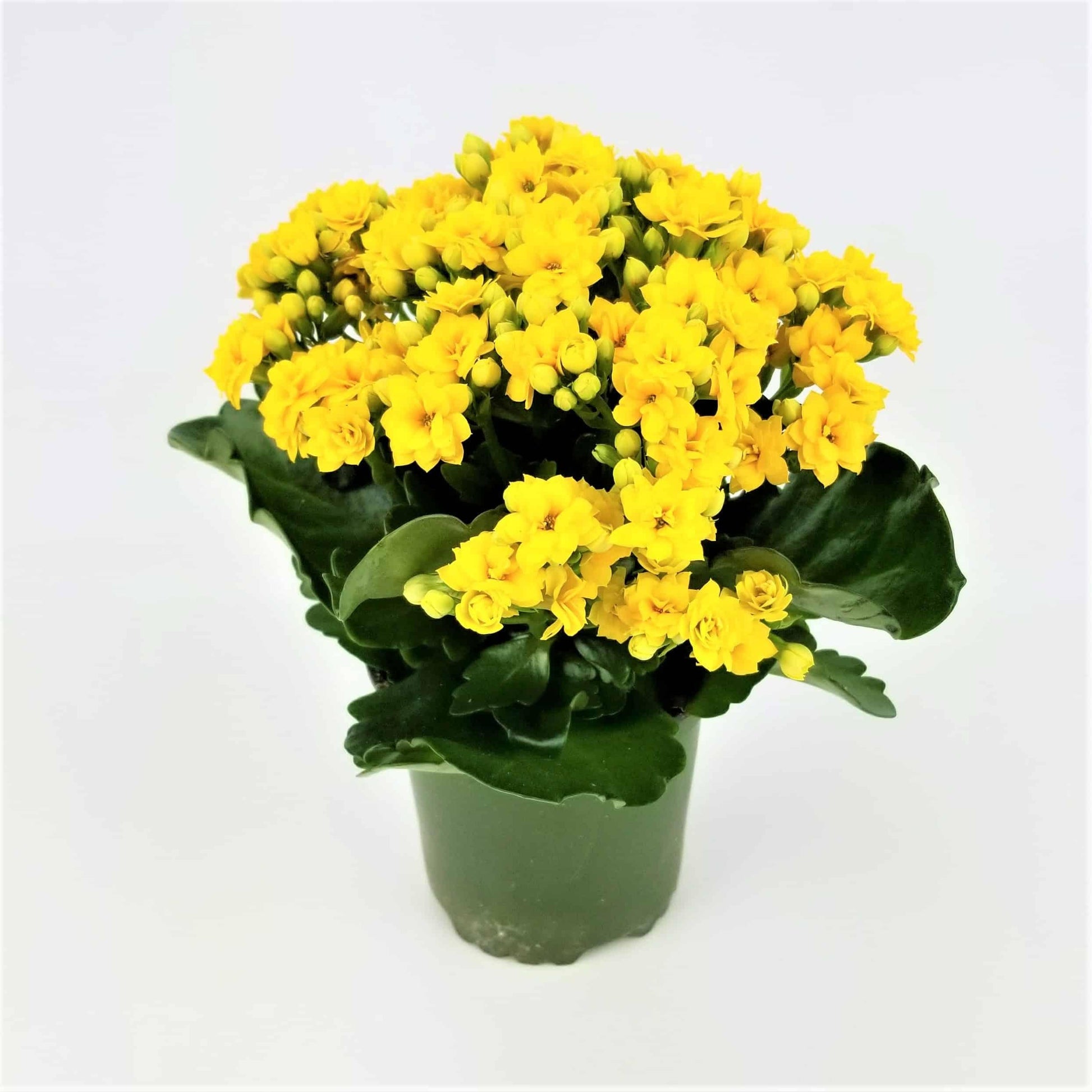 Kalanchoe, Blooming, Assorted - View 18 from www redcrocus com