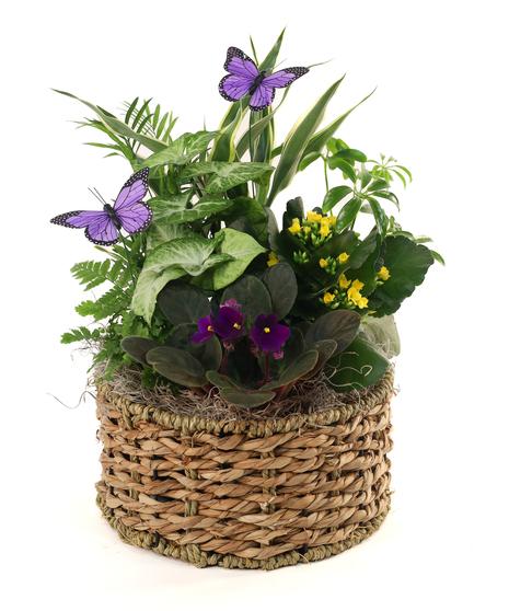 Kalanchoe, Blooming, Assorted - View 19 from www redcrocus com