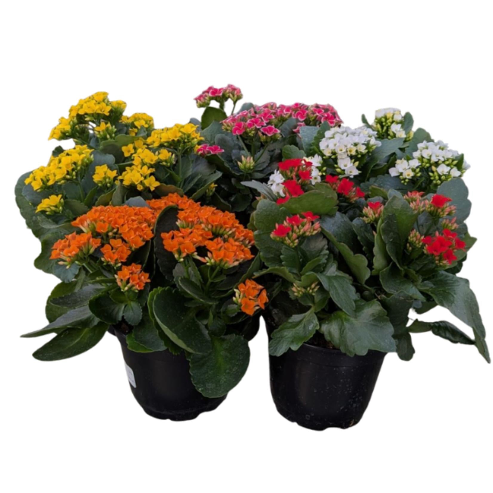 Kalanchoe, Blooming, Assorted - View 20 from www redcrocus com