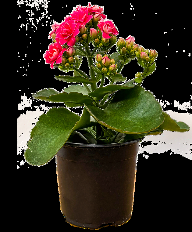 Kalanchoe, Blooming, Assorted - View 21 from www redcrocus com