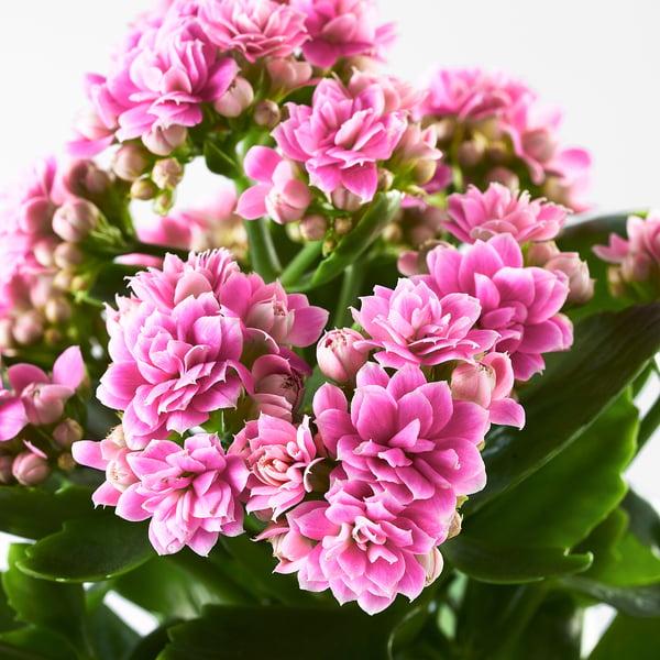 Kalanchoe, Blooming, Assorted - View 25 from www redcrocus com