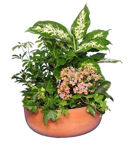 Kalanchoe, Blooming, Assorted - View 30 from www redcrocus com