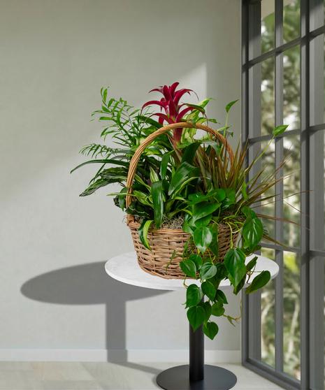 Kalanchoe, Blooming, Assorted - View 31 from www redcrocus com